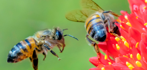 How to work apiculture and honey bee life