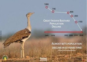 Great Indian Bustard The bird will extinct 