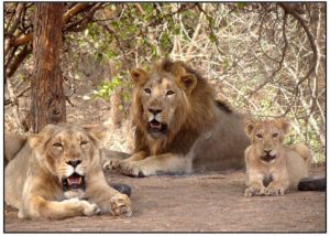 Lion day gir jungle gir national park asiatic lion