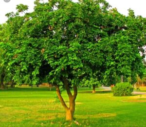 Tree karanj aushadhi use