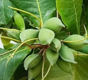 Tree badam almond use aushadhi 